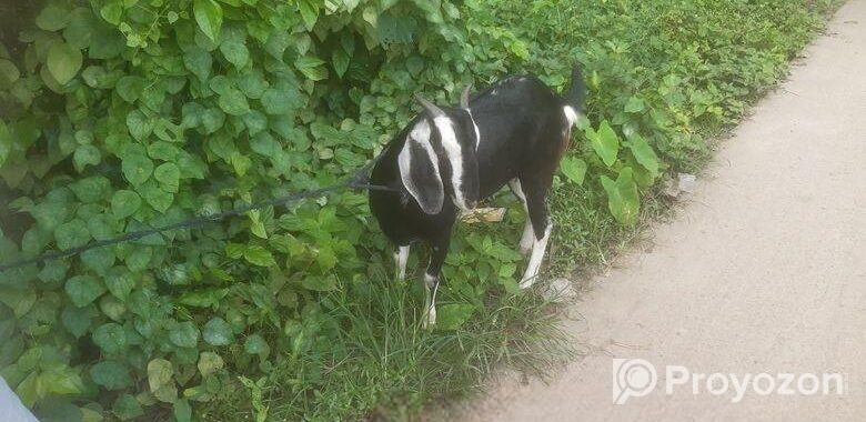 পাঠি ছাগল