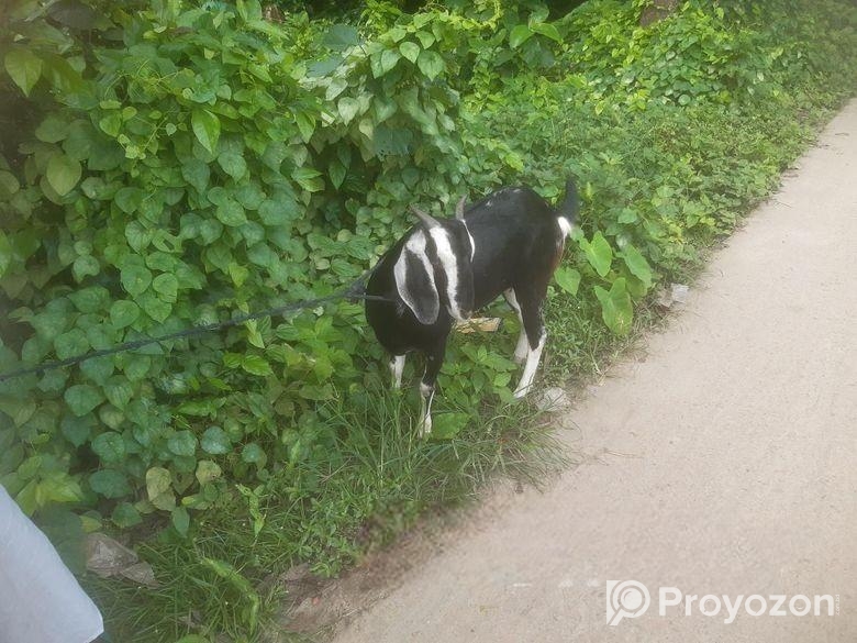 পাঠি ছাগল