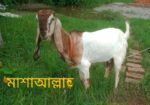 মেউতি তোতা ছাগি