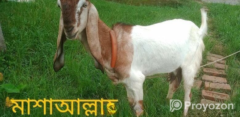 মেউতি তোতা ছাগি