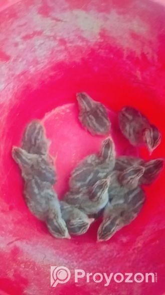 তিতির মুরগি ও কিং কোয়েলের বাচ্চা এবং বিজ ডিম বিক্র