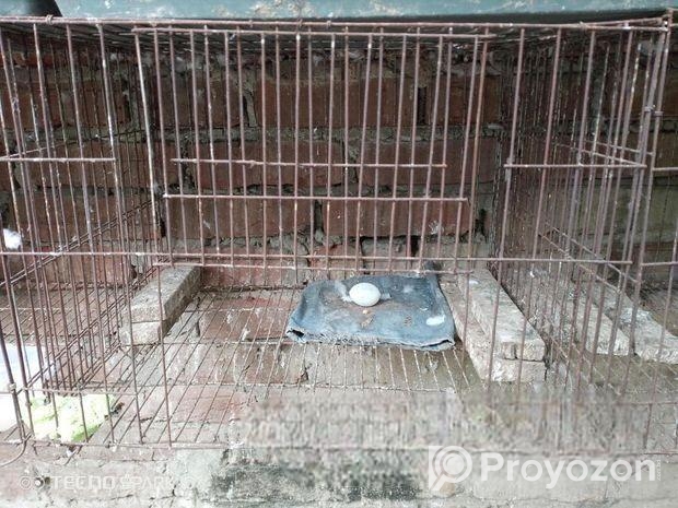 খাঁচা বিক্রি করবো