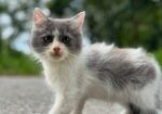 High quality mixed persian