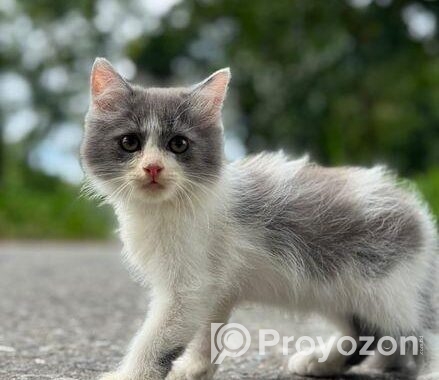 High quality mixed persian