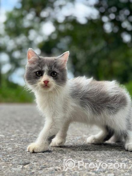 High quality mixed persian