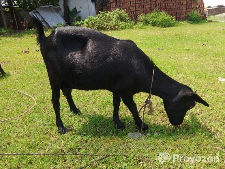 দেশী ছাগল