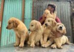 golden retriever . highest quality of BD