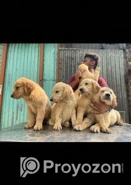 golden retriever . highest quality of BD