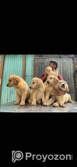 golden retriever . highest quality of BD