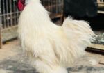Silky murgi