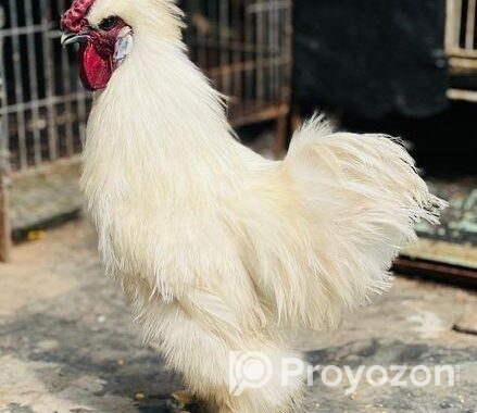 Silky murgi