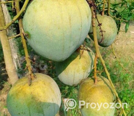 সুস্বাদু, আকর্ষণীয়, কাঁচামিঠা, মিষ্টি আম বিক্রি ক