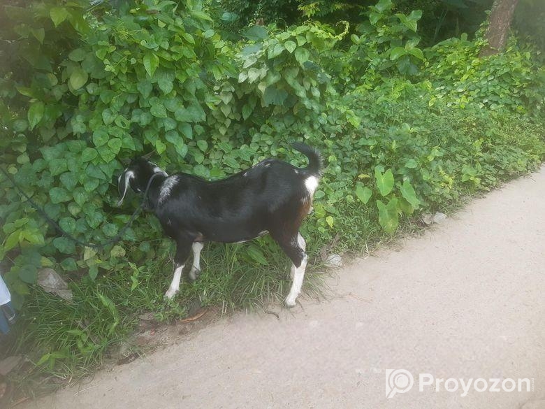 পাঠি ছাগল