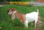মেউতি তোতা ছাগি
