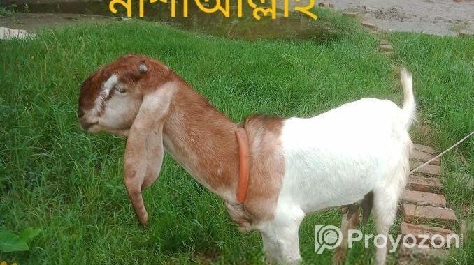 মেউতি তোতা ছাগি