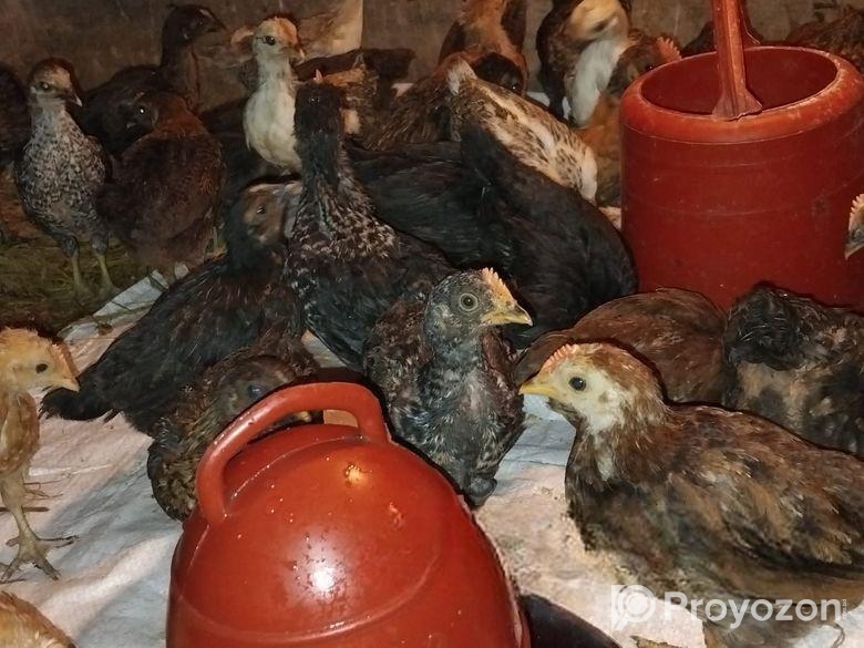 ৩০ দিনের মুরগির বাচ্চা বিক্রয় হবে