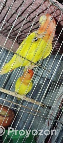 Lutino Red Head Opaline.. Raning