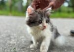 High quality mixed persian