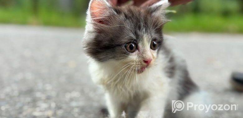 High quality mixed persian