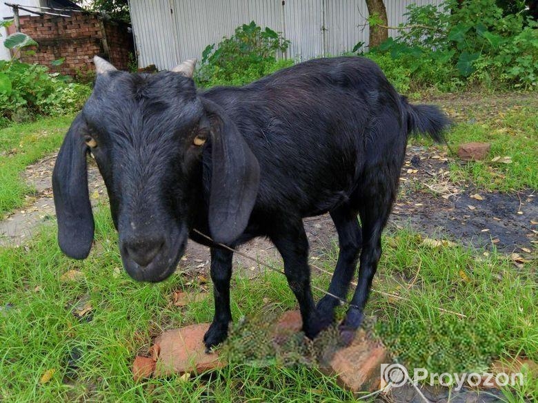 দেশী ছাগল