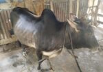 দেশি গরু