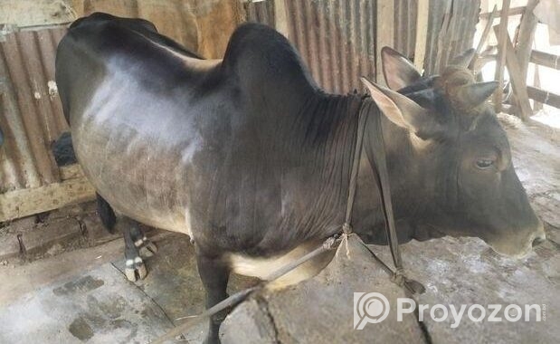 দেশি গরু