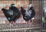 শৌকিং কবুতর