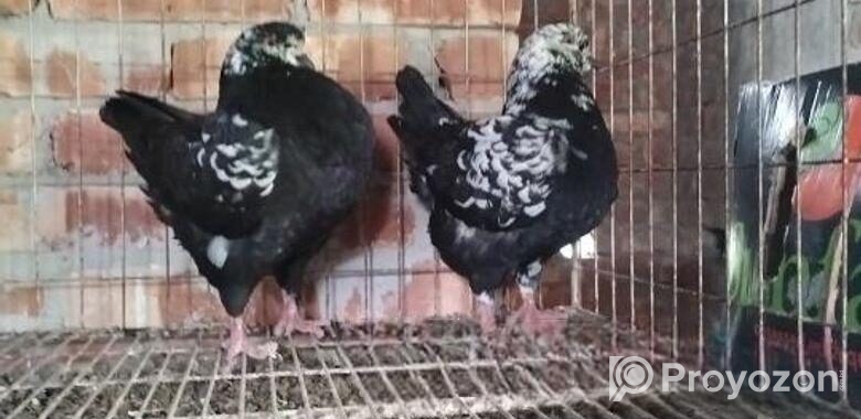 শৌকিং কবুতর
