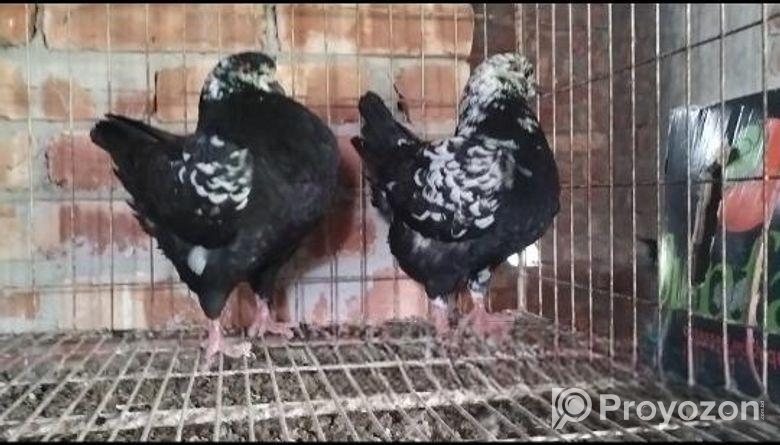 শৌকিং কবুতর