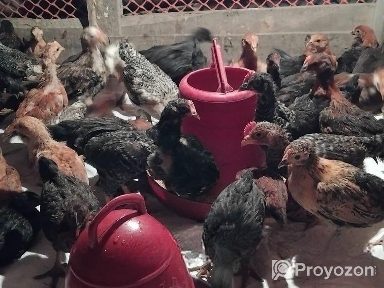 ৩০ দিনের মুরগির বাচ্চা বিক্রয় হবে