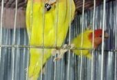 Lutino Red Head Opaline.. Raning