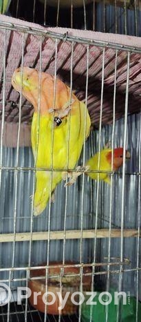 Lutino Red Head Opaline.. Raning