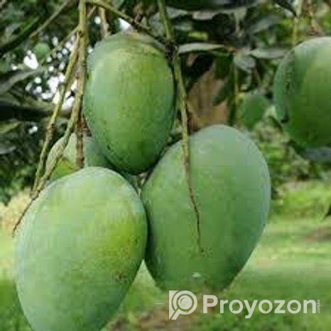 লেংরা – ভারিভালগা নাকফজলি- হিমসাগর আম রুপালি বানানা-