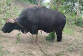 পাহাড়ী গয়াল গরু-২০২৫ স্পেশাল লাইভ ওয়েট : ৫৪৮