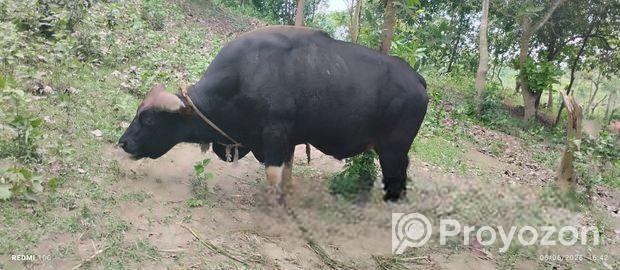 পাহাড়ী গয়াল গরু-২০২৫ স্পেশাল লাইভ ওয়েট : ৫৪৮