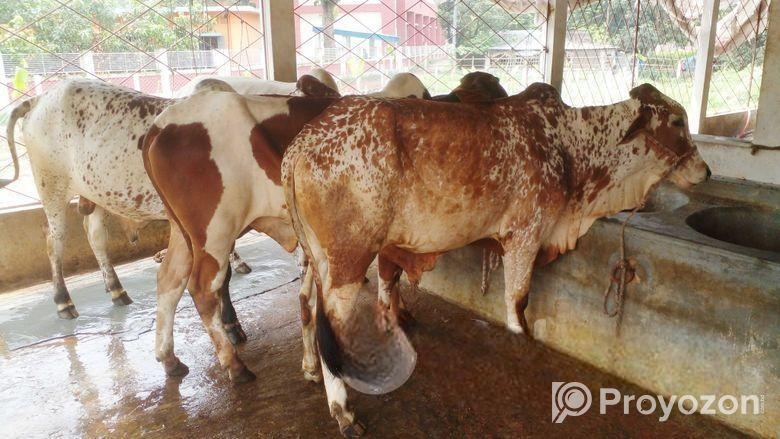 ৩টি এড়ে ষাঁড় বিক্রি(২৯নং সিরিয়াল)