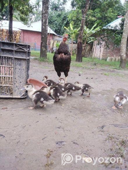 গলা ছিলা মুরগি সহ চীন হাঁসের বাচ্চা