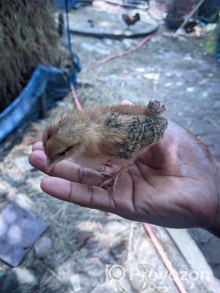 দেশি মুরগির বাচ্চা।