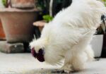 Silky murgi