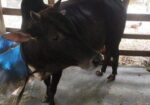 দেশি গরু