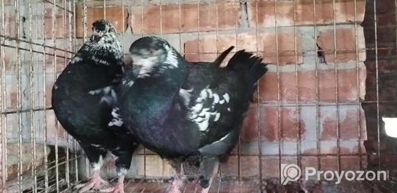 শৌকিং কবুতর