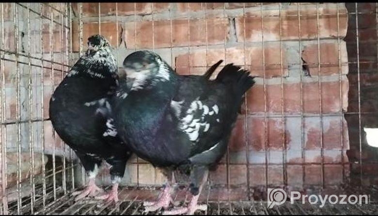 শৌকিং কবুতর