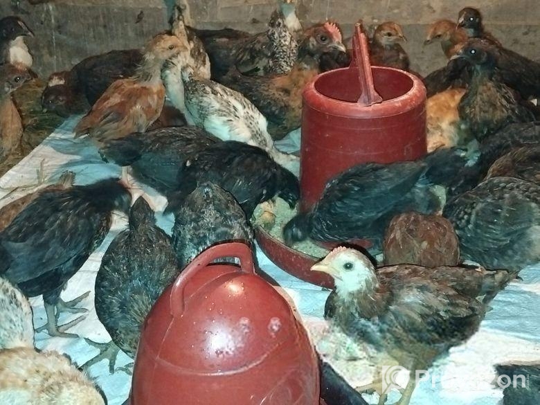 ৩০ দিনের মুরগির বাচ্চা বিক্রয় হবে