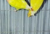 Lutino Red Head Opaline.. Raning