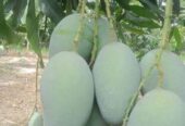 লেংরা – ভারিভালগা নাকফজলি- হিমসাগর আম রুপালি বানানা-