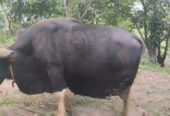 পাহাড়ী গয়াল গরু-২০২৫ স্পেশাল লাইভ ওয়েট : ৫৪৮