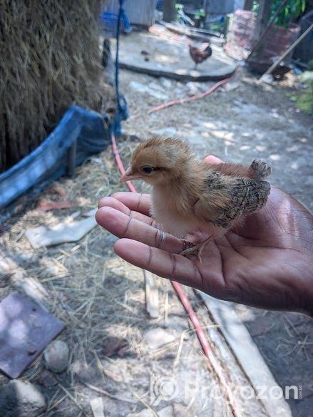 দেশি মুরগির বাচ্চা।