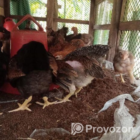 দেশী মুরগী বিক্রয়