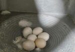 ককাটেল পাখি