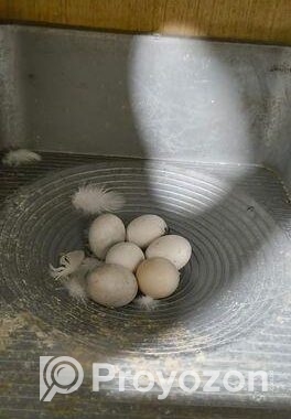 ককাটেল পাখি